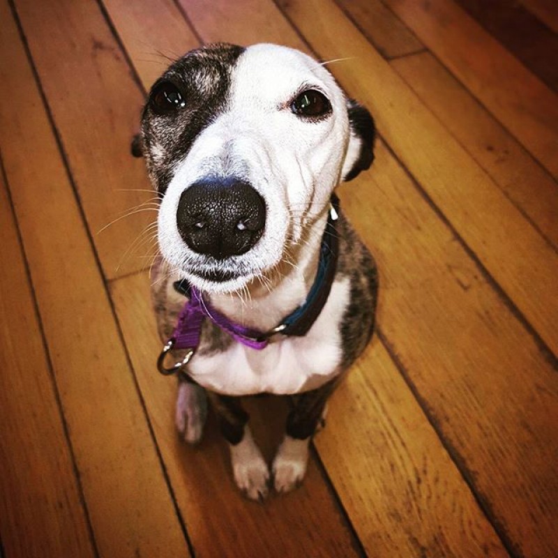 Shop Dog