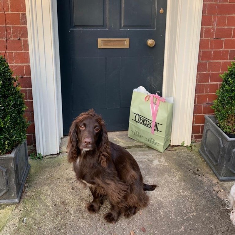 Bert the delivery dog, ready to take your order!